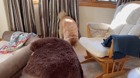 Golden Retriever gets busted for "digging" in the house