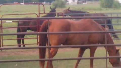 Geldings saved from slaughter relieve pressure with a play fight