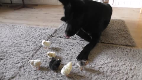 German Shepherd sweetly watches over newborn chicks