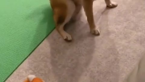 Dog gets scared with toy
