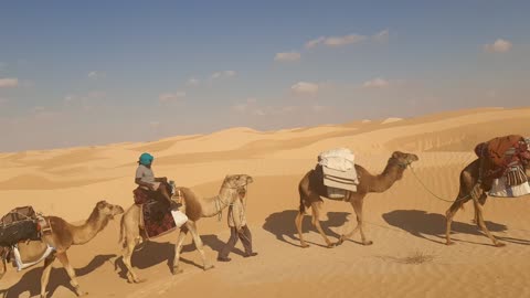 Camel trekking in the Sahara desert