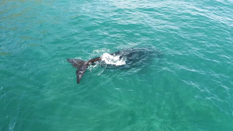 Humpback whale at surface, an eye-catching moment captured