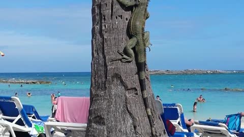 Wild Iguana Climbing A Palm Tree In Bahamas
