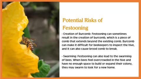 What are Festooning Bees?