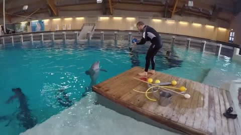 Trainning the dolphin differently