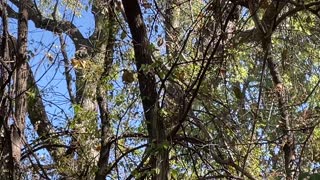 Squirrel Raids Bird Nest