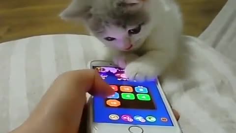 #Funny cat playing mobile