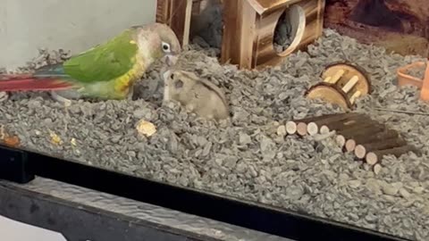 Parrot Wants Nothing To Do With Hamster