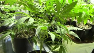 Getting Started with Indoor Cannabis
