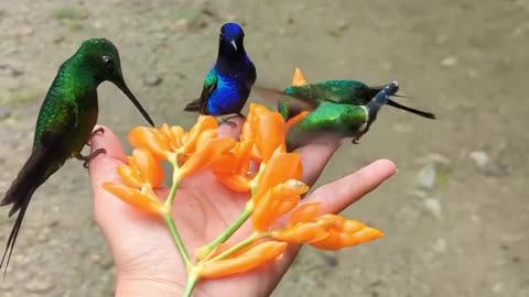 Beautiful amezing birds..😍