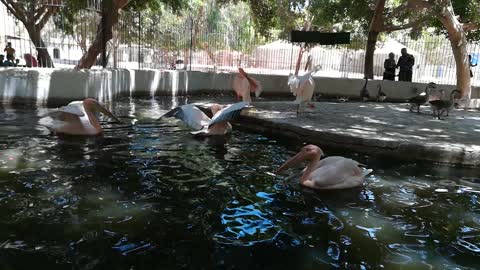 Pink Pelican Group Formation In Lake Bath
