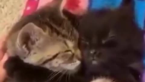Cute Cat Compilation _ Funny Pet Videos 😽_ Funny Baby Cat Videos 😈|Durer Alo|