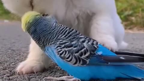 Cute puppy and Budgerigar funny video clips