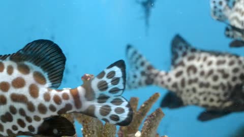 Fish movement in aquarium