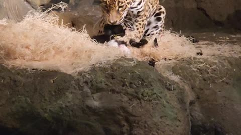 Jaguar Eats small mammal