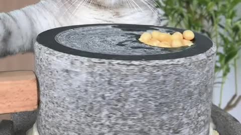 Cat making delicious desserts