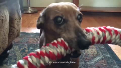 dachshund love 01