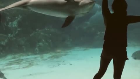 A girl dances in front of the dolphins and makes them laugh