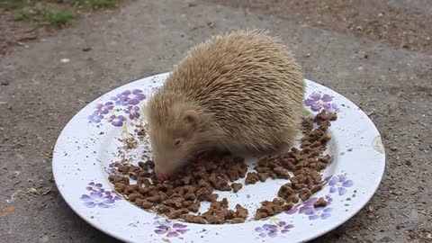 Rare albino hedgehog enjoys a tasty snack