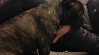 French bulldog demands rubs