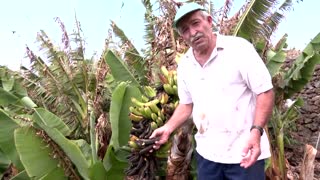 A Spanish farmer grapples with a volcano's wrath