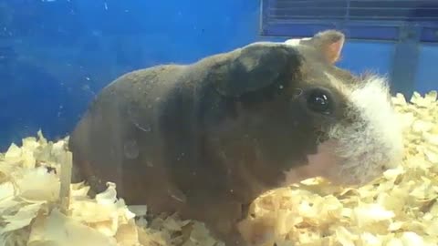Skinny guinea pig wiggles its ears, seems to be communicating... [Nature & Animals]