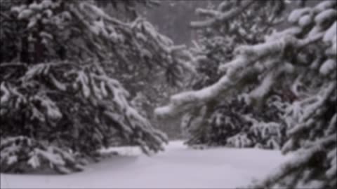 "Frozen Trees" - jazz
