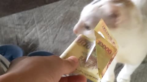 White Cat Reacts Cute When The Stranger Give Him Money