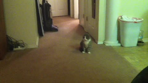 Cute Cat chases tail