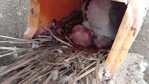 Watch how female pigeons defend their babies
