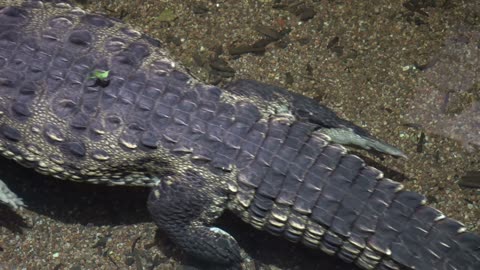 Crocodile Swim Dandruff Reptile Teeth Dangerous