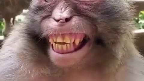 monkey funny moments