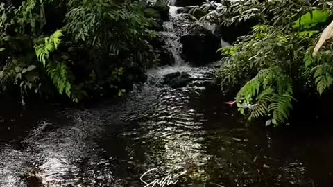 Serene River Sounds: Soothe Your Mind with the Gentle Flow of Water