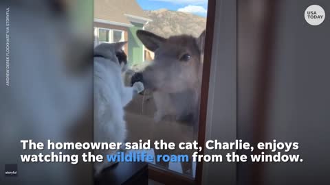 Colorado cat comes face-to-face with a nosy elk |