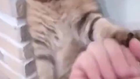 Kung Fu Cat VS. Human Grandmaster