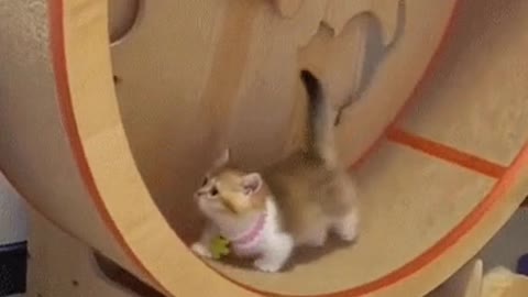 kitten riding a catwheel