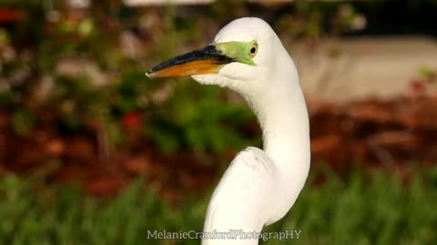 Close-up to Cracker the Great White Heron