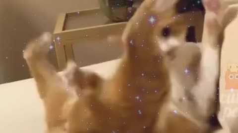 cat artist-funny animals video