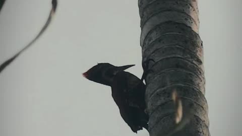 A woodpecker was in a betel tree and looks at the other trees...🤍