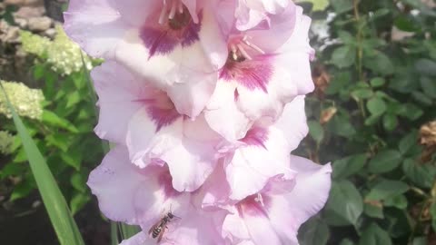 Gladiolus blossomed