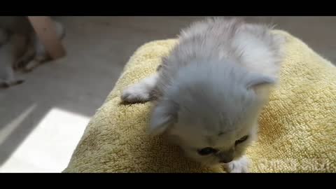 The kitten is 7 days old | He is so cute