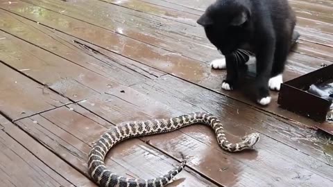 Snake cat fight