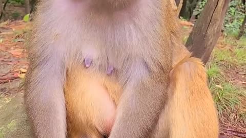 Poor Monkey - Give a way - the world is beautiful