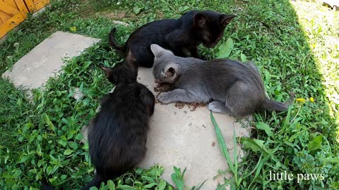 Feeding the Three Mus-Cat-Ears