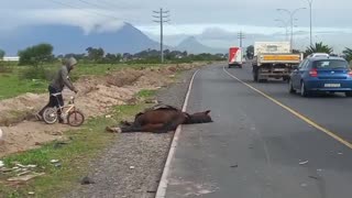 2 horses killed in hit and run