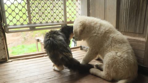 Sybil teaches Magnus a bit about the way of cats.