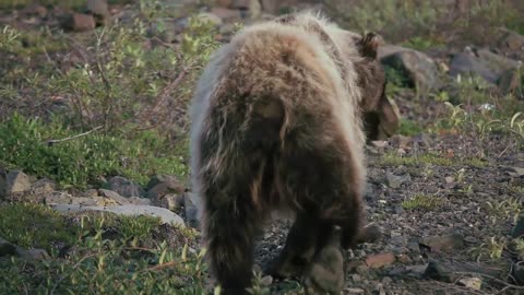 Chapter 5 - Animal Safety & Behavior - Denali National Park & Preserve