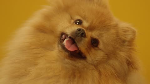 Close-Up View of Cute Pomeranian Dog Short Vedio