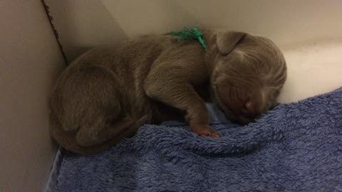 "Singing" newborn Weimaraner puppy will melt your heart