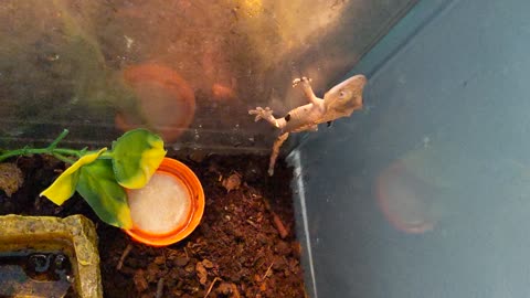 Crested gecko produced by parthenogenesis